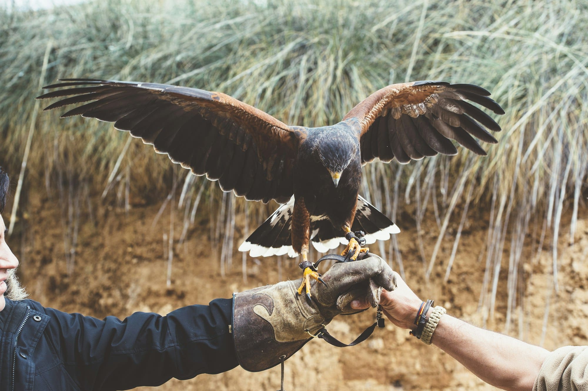 Man holding falcon on hand